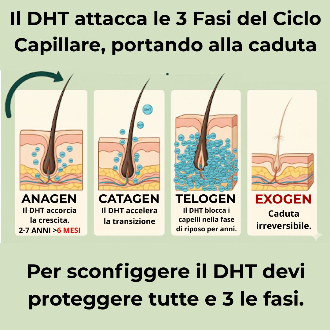 Illustrazione caduta capelli fase Exogen